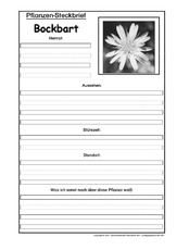 Pflanzensteckbrief-Bocksbart-SW.pdf